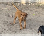 Small #1 Labrador Retriever-Rhodesian Ridgeback Mix