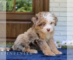 Small #3 Bernedoodle (Miniature)