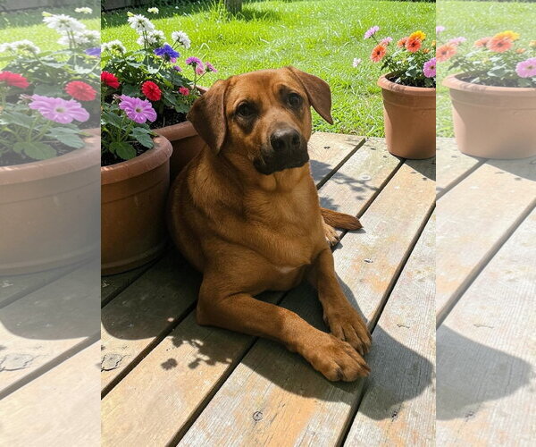Medium Photo #19 Black Mouth Cur-Unknown Mix Puppy For Sale in McKinney, TX, USA