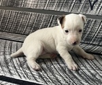 Puppy 6 Jack Russell Terrier