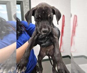 Labrador Retriever-Unknown Mix Dogs for adoption in Corpus Christi, TX, USA