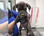 Small Labrador Retriever Mix