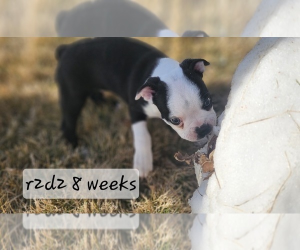 Medium Photo #3 Boston Terrier Puppy For Sale in GENOA, NE, USA