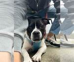 Small #10 Boglen Terrier