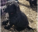 Small Photo #2 Labradoodle Puppy For Sale in JACKSON, MN, USA