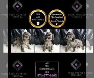 Cocker Spaniel Puppy for sale in WARSAW, IN, USA