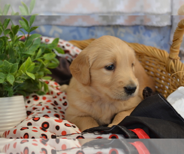 Medium Photo #12 Golden Retriever Puppy For Sale in GREENWOOD, WI, USA