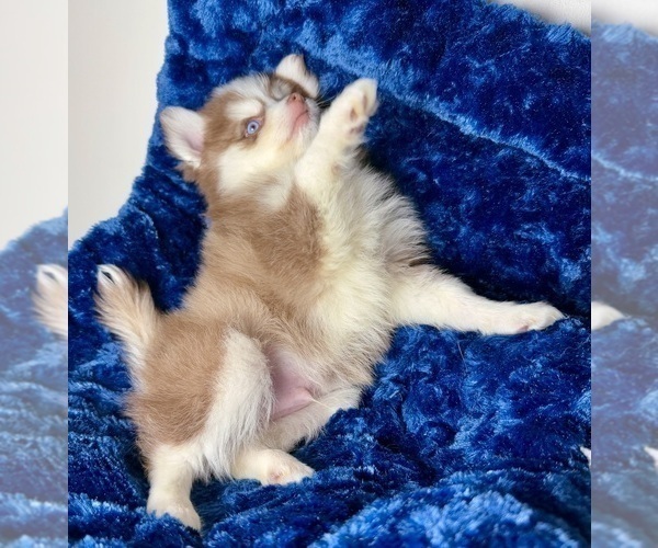 Medium Photo #5 Pomsky Puppy For Sale in NASHUA, NH, USA