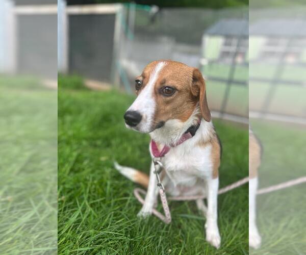 Medium Photo #7 Beagle-Unknown Mix Puppy For Sale in Wakefield, RI, USA