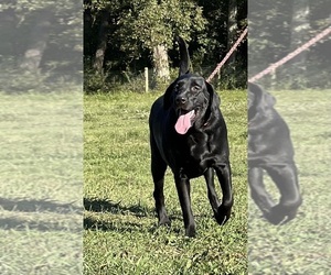 Father of the Labrador Retriever puppies born on 10/03/2025