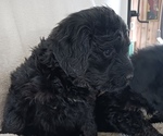 Small Photo #8 Newfoundland-Shepadoodle Mix Puppy For Sale in SHEBOYGAN FALLS, WI, USA