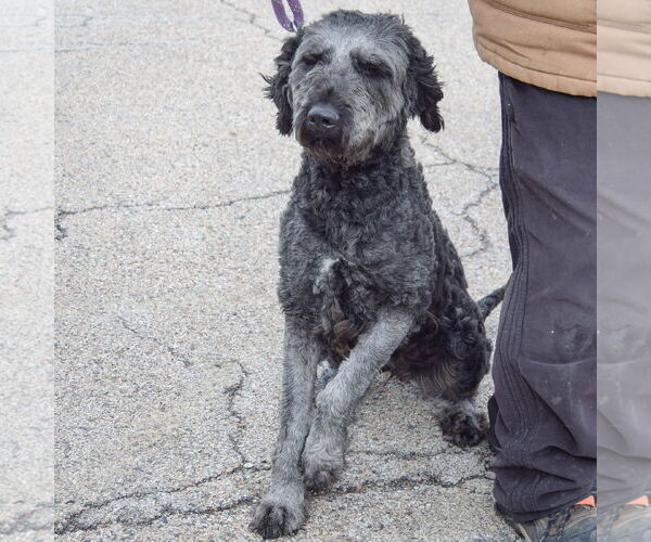 Medium Photo #4 Pyredoodle Puppy For Sale in Huntley, IL, USA