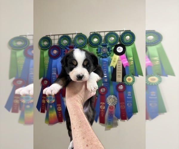 Medium Photo #2 Australian Shepherd Puppy For Sale in CIRCLEVILLE, KS, USA