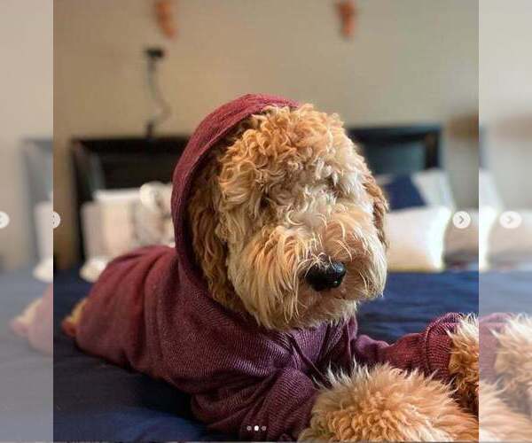 Medium Photo #14 Goldendoodle Puppy For Sale in CHARLESTON, SC, USA