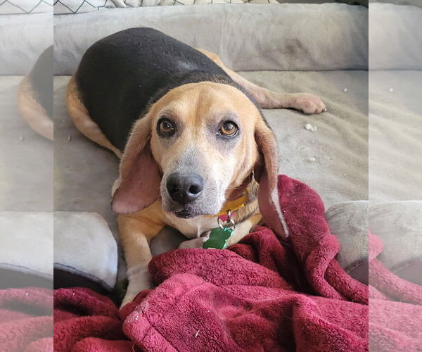 Medium Photo #1 Beagle Puppy For Sale in Las Vegas, NV, USA