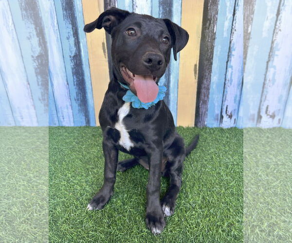 Medium Photo #1 American Pit Bull Terrier-Unknown Mix Puppy For Sale in Corona, CA, USA