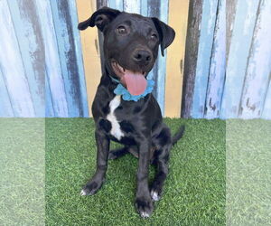 American Pit Bull Terrier-Unknown Mix Dogs for adoption in Corona, CA, USA