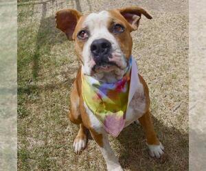 Bulldog-Unknown Mix Dogs for adoption in San Antonio, TX, USA