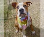 Small Bulldog Mix