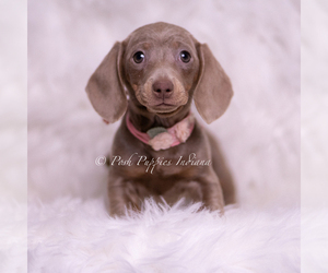 Medium Dachshund