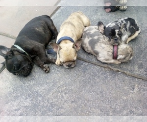 French Bulldog Puppy for sale in SAN JOSE, CA, USA