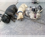 Small French Bulldog