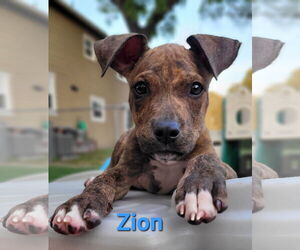 American Pit Bull Terrier-Unknown Mix Dogs for adoption in Des Moines, IA, USA
