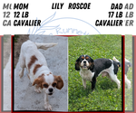 Small #3 Cavalier King Charles Spaniel