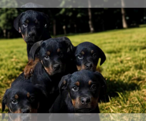 Rottweiler Puppy for sale in WARSAW, IN, USA