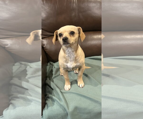 Medium Photo #3 Chihuahua Puppy For Sale in Menifee, CA, USA