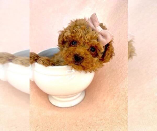 Medium Photo #5 Poodle (Toy) Puppy For Sale in MIAMI, FL, USA