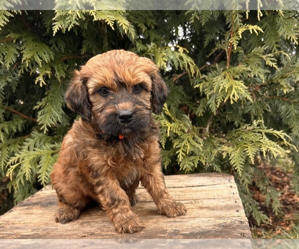Medium Photo #3 Whoodle (Miniature) Puppy For Sale in MIDDLEBURY, IN, USA