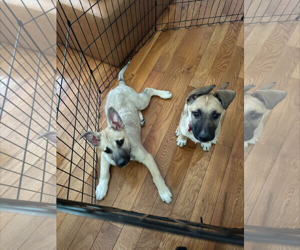 Medium Photo #2 Mutt Puppy For Sale in Holly Springs, NC, USA