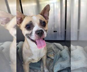 Mutt Dogs for adoption in San Antonio, TX, USA