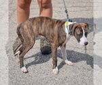 Small #3 Boxer-Dutch Shepherd  Mix