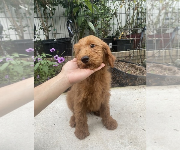 Medium Photo #2 Goldendoodle Puppy For Sale in RALEIGH, NC, USA
