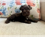 Puppy Clarabelle Schnauzer (Miniature)