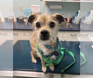 Mutt Dogs for adoption in Rochester, NY, USA