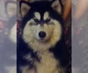 Father of the Siberian Husky puppies born on 03/30/2019