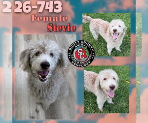 Labradoodle Dogs for adoption in Georgetown, KY, USA