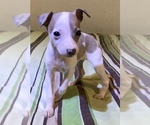 Small Photo #13 Italian Greyhound Puppy For Sale in BROOKLYN, NY, USA