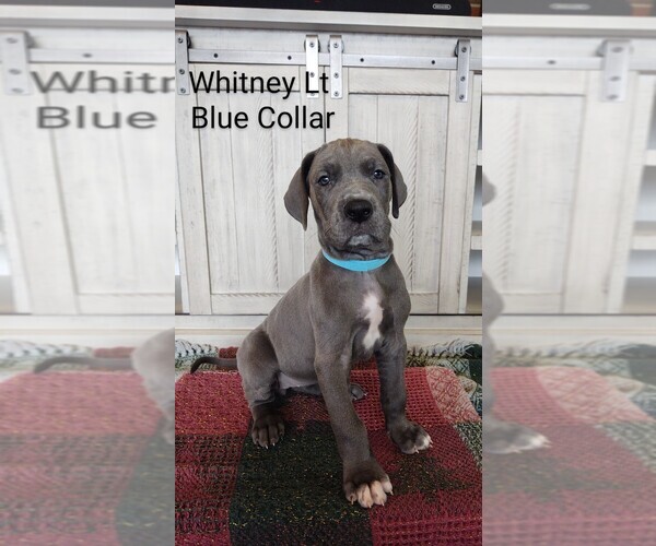 Medium Photo #1 Great Dane Puppy For Sale in LODI, OH, USA