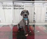 Small Photo #1 Great Dane Puppy For Sale in LODI, OH, USA