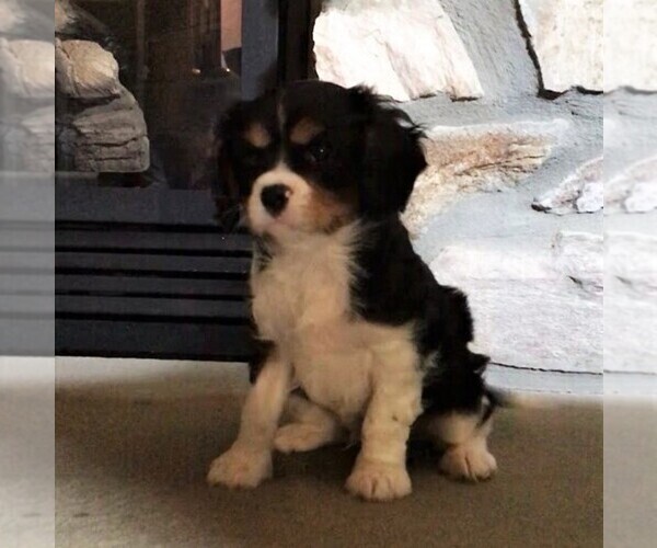 Medium Photo #2 Cavalier King Charles Spaniel Puppy For Sale in PARKESBURG, PA, USA