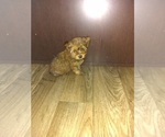 Small Photo #7 Yorkshire Terrier Puppy For Sale in LAPEER, MI, USA