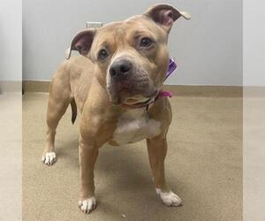 American Staffordshire Terrier Dogs for adoption in Aurora, CO, USA