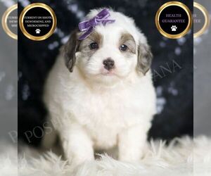 Goldendoodle (Miniature) Puppy for sale in WARSAW, IN, USA