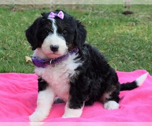 Bernedoodle Puppy for sale in COSHOCTON, OH, USA