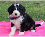 Small Bernedoodle