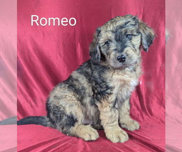 Medium Photo #13 Bernedoodle Puppy For Sale in CANON CITY, CO, USA